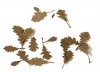 AK Interactive AK8107 Oak Dry Leaves (TOP QUALITY) 1/35